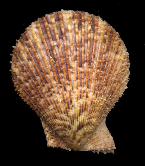 Mimaclamys varia